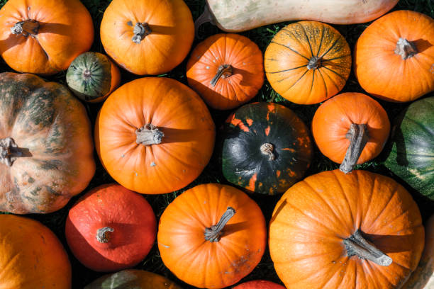 Different kind of pumpkins closeup stock photo