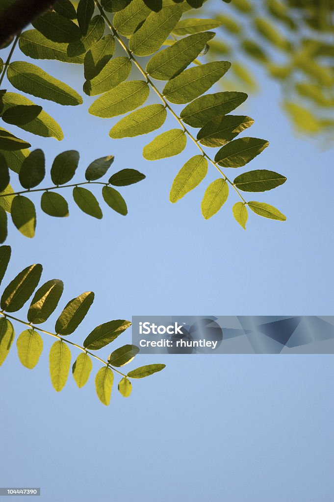 Miele Locusta foglie - Foto stock royalty-free di Foglia