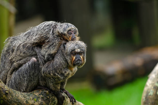 istock White-Faced Saki and baby 1044480032
