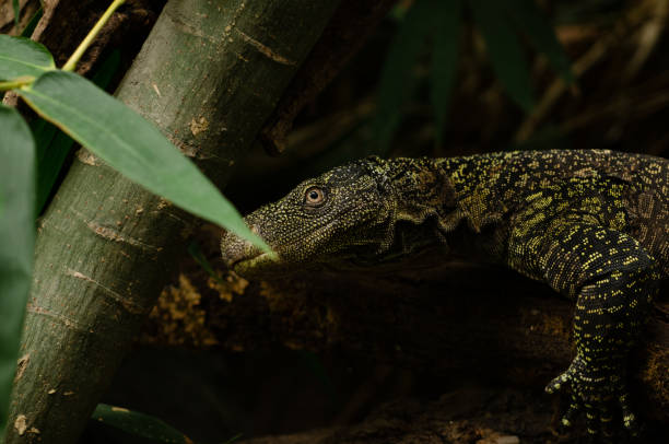 istock Crocodile Monitor Lizard 1044480114