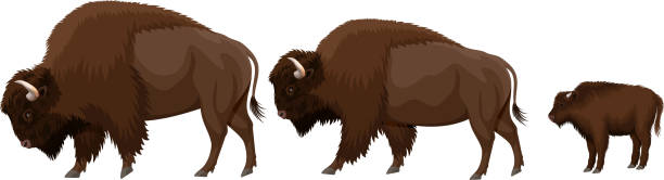 ilustrações de stock, clip art, desenhos animados e ícones de vector family of brown zubr buffalo bisons with kid - bisonte