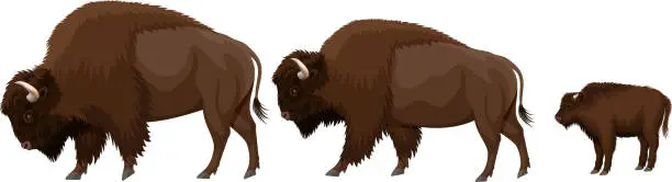 Vector illustration of vector family of brown zubr buffalo bisons with kid