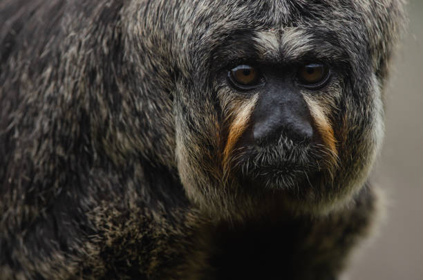 istock White-Faced Saki and baby 1044482946