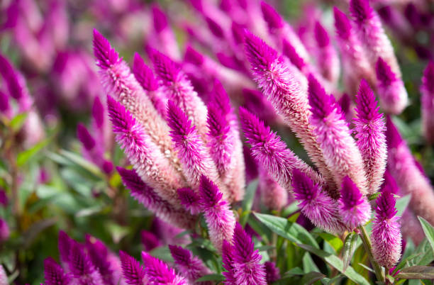 Cresta De Gallo - Banco de fotos e imágenes de stock - iStock Cresta De Gallo - Banco de fotos e imágenes de stock - iStock