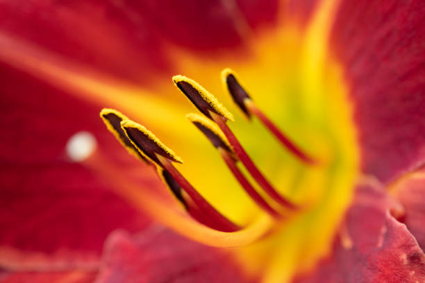 Stamen of Day lily
