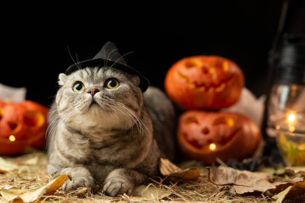 istock Scary halloween pumpkin Jack-o-lantern and cat in the hat on a black background 1044483336