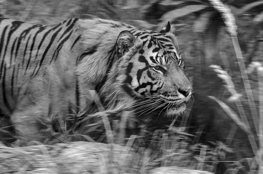 A Sumatran Tiger in profile at rest