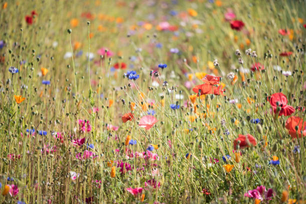 istock Field of wildflowers 1044485566