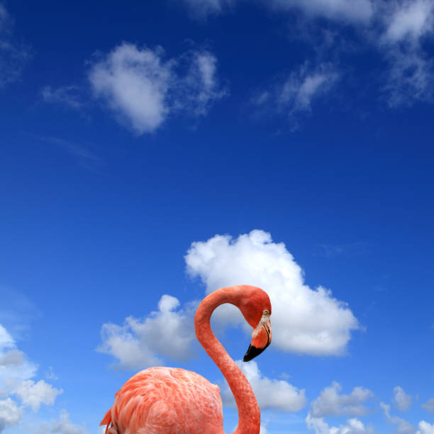 istock Close up pink flamingo over sunny sky 1044485928