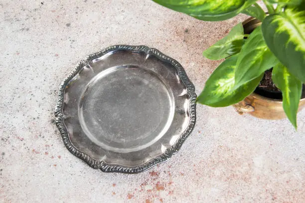 Vintage silverplate dish and green plants in brass flower pots on concrete background. Copy space for text.