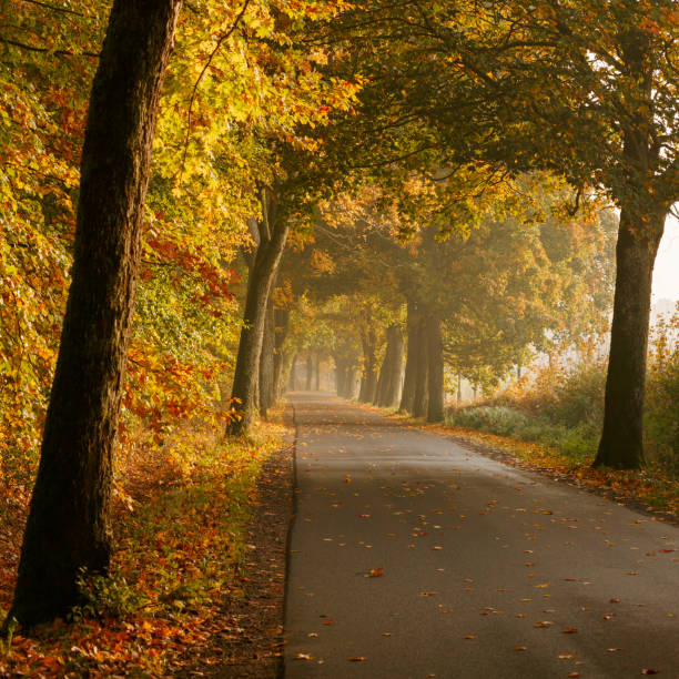 istock Autumnal sun rays on misty morning 1044486062