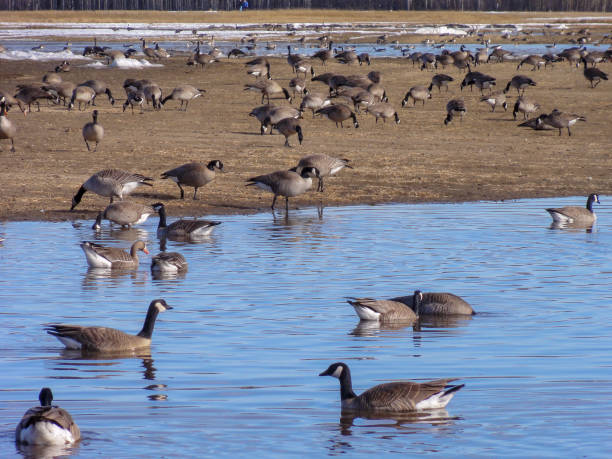 istock Birds at Creamer's Field 1044495688