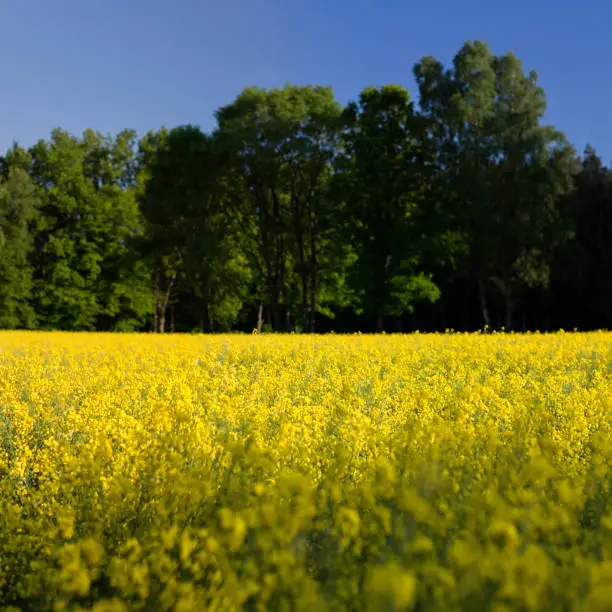 Canola field, yellow rapeseed flowers landscape of countryside in north Poland Pomerania