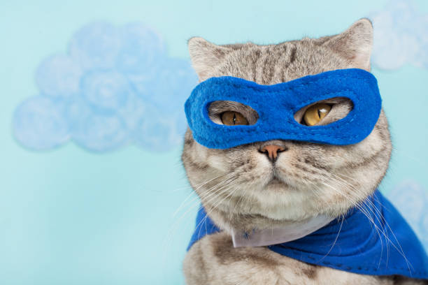 istock Scottish cat superhero in a mask and raincoat 1044498402