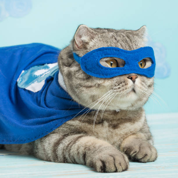istock superhero cat, in a blue raincoat 1044498460