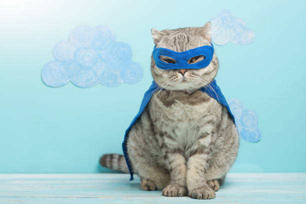 superhero cat, Scottish Whiskas with a blue cloak and mask. The concept of a superhero, super cat, leader superhero cat, Scottish Whiskas with a blue cloak and mask. The concept of a superhero, super cat, leader superhero photos stock pictures, royalty-free photos & images