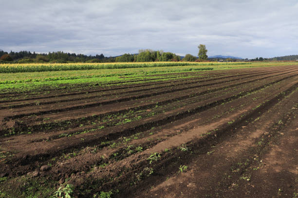 istock Saanich Peninsula Farm 1044501404