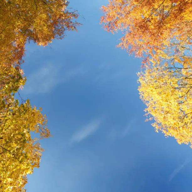 Autumn colors of tree canopy on blue sky background.