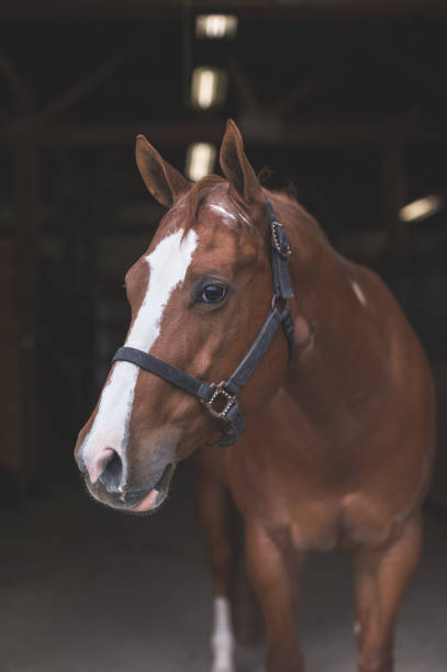 istock Portrait of a horse 1044506814