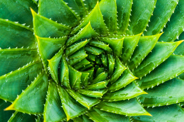 haut de la page avis de spirale aloe.aloe polyphylla closeup wiew. - top wiew photos et images de collection