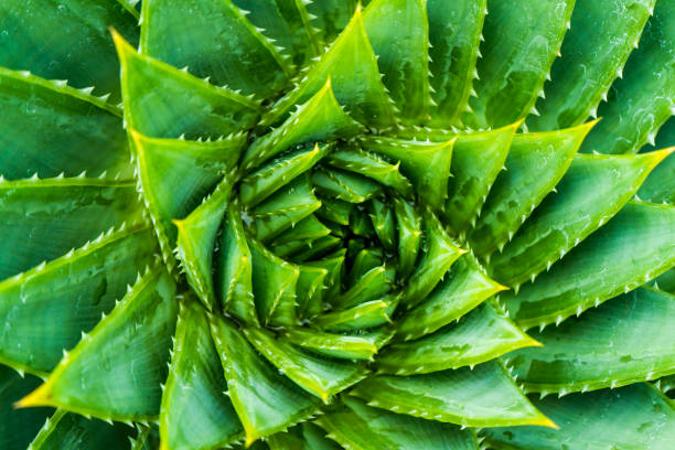 top view de espiral aloe.aloe polyphylla closeup wiew. - top wiew - fotografias e filmes do acervo