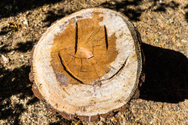 istock A cut pine tree in the park with a smile emoticon 1044507072