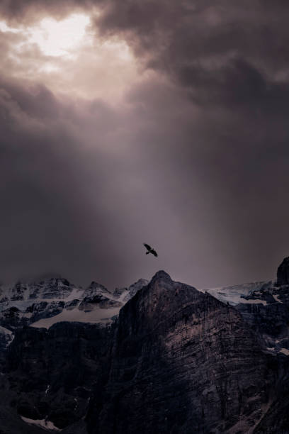 aigles survolant les montagnes enneigées - vertical scenics ice canada photos et images de collection