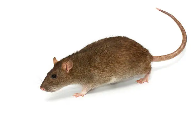 Going rat on white background