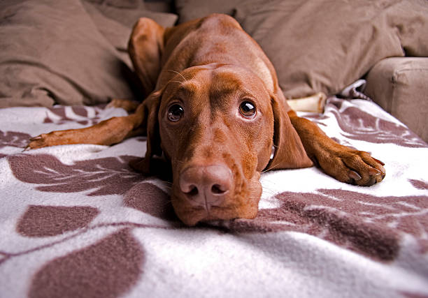 istock Cute dog looking tired on sofa. 104451362