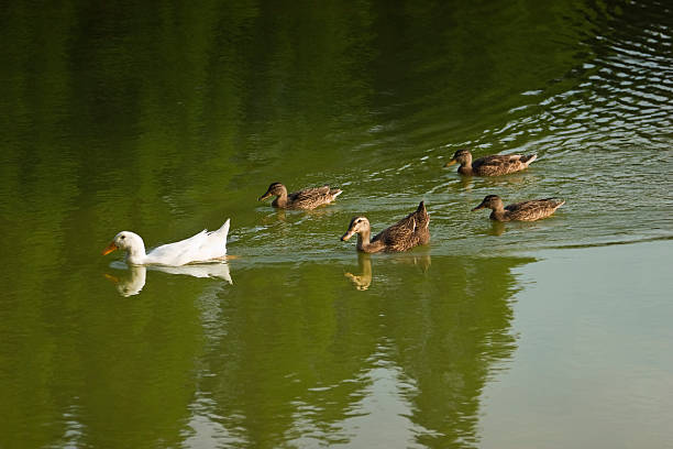 patos - 3879 - fotografias e filmes do acervo