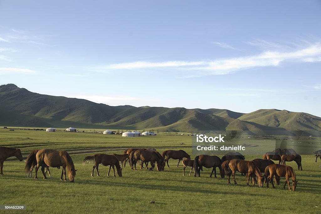 Los caballos - Foto de stock de Aire libre libre de derechos