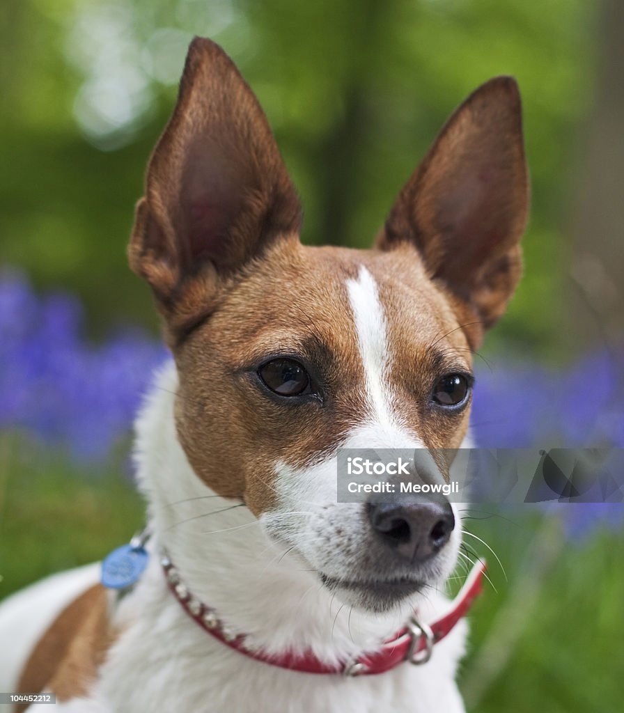 Retrato de un Jack Russell terrier en bluebell madera - Foto de stock de Aire libre libre de derechos