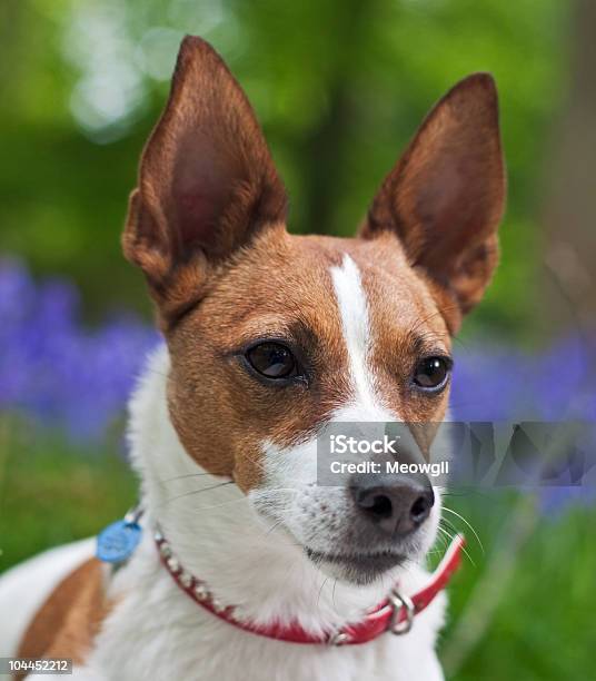 Ritratto Di Un Jack Russell Terrier In Campanula Woods - Fotografie stock e altre immagini di Ambientazione esterna
