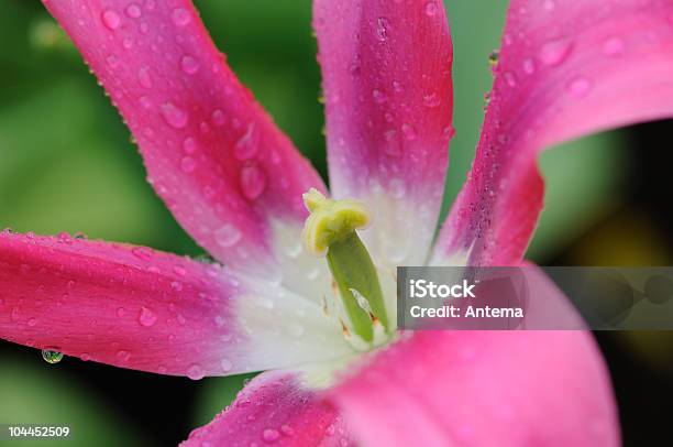 튤립 핑크 암술 및 꽃밥 0명에 대한 스톡 사진 및 기타 이미지 - 0명, 가까운, 계절