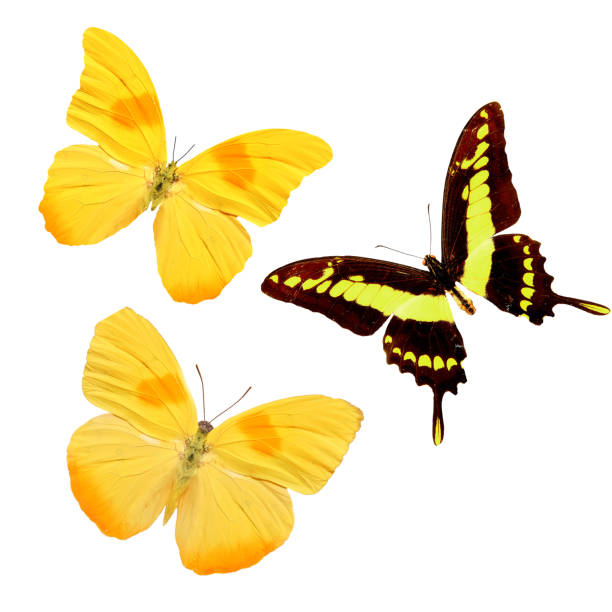 istock three multicolored tropical butterflies isolated on white background 1044528072