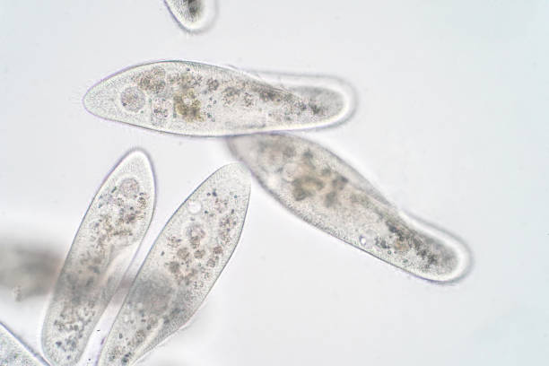 paramecium caudatum — род одноклеточных протозоанов и бактерий под микроскопом - paramecium стоковые фото и изображения