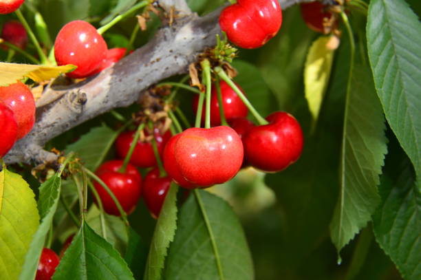 istock The ripe cherries are on the tree 1044538958