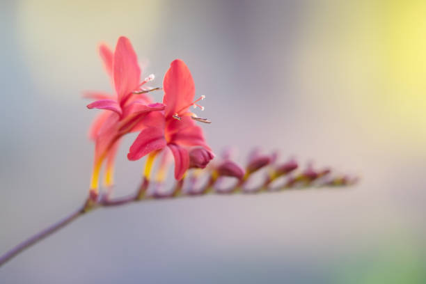istock Red and yellow vivid flower 1044543364