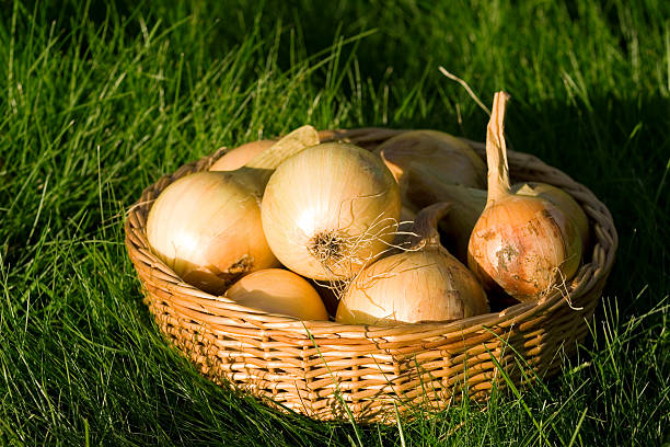 istock Basket with fresh onions on grass background in afternoon sun. 104454819
