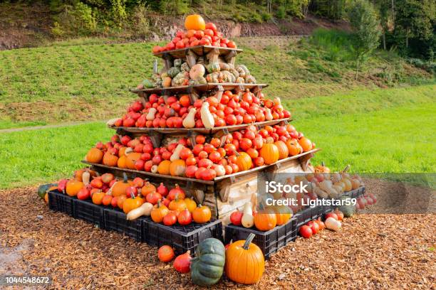 Anzeige Der Kürbisse Kürbis Und Kürbisse Stockfoto und mehr Bilder von Pyramide - Bauwerk - Pyramide - Bauwerk, Riesenkürbis, Agrarbetrieb