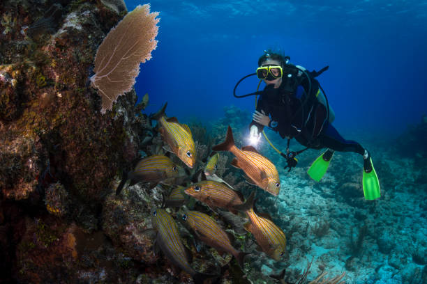 Caribbean coral reef and diver The Caesar grunt (Haemulon carbonarium) is a species of grunt native to the western Atlantic Ocean from Florida to Brazil and also in the Caribbean Sea and the Gulf of Mexico caesar grunt photos stock pictures, royalty-free photos & images