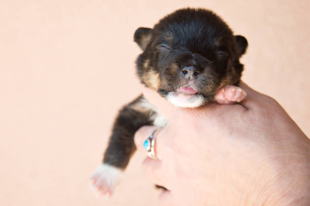 Cute puppy