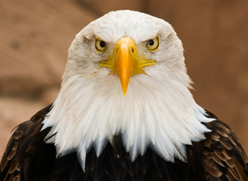 Close up view of a Bald Eagle on Vancouver Island.