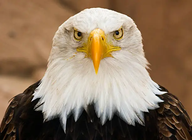 Photo of Soon Eagle