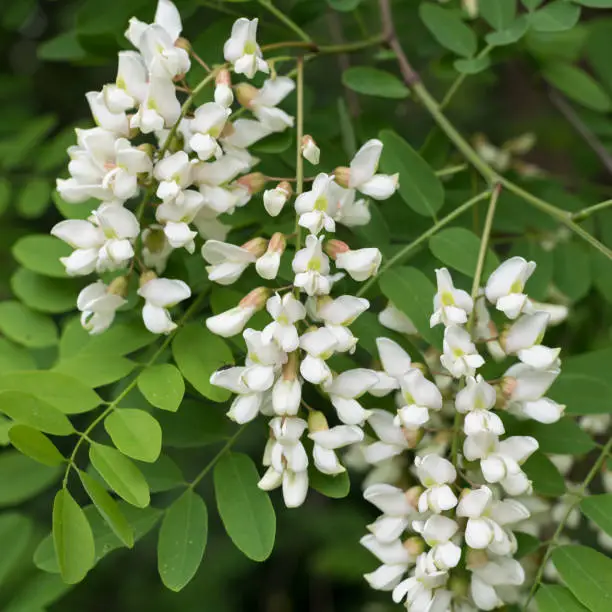 Closeup of white blossoms of a black locust and green leaves in spring