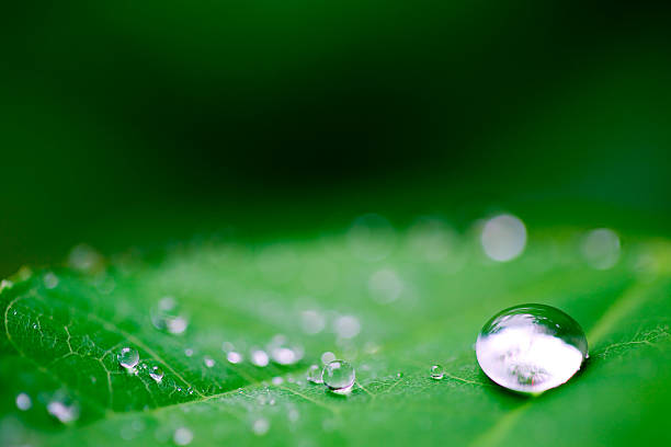 istock Close-up of a water droplet sitting on a leaf 104456182