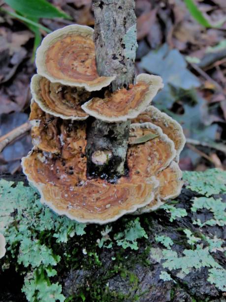 istock Nature background -- fungus, lichen 1044562788