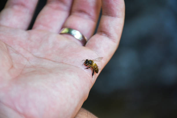 primo tempo dell'attacco pungente dell'ape del miele nella mano umana. - pungere foto e immagini stock