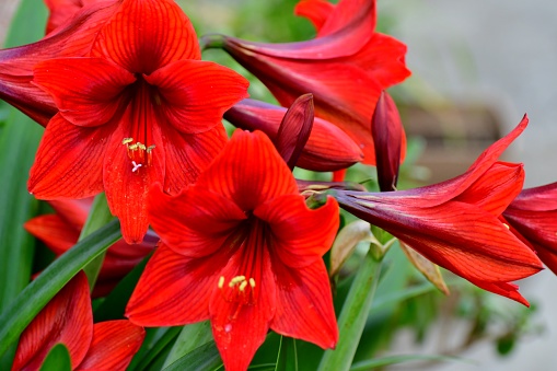 Hippeastrum - South African flowering plant close up.