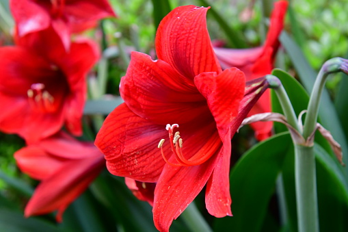 Hippeastrum is a genus in the family Amaryllidaceae with about 70-90 species and belongs to the Amaryllidaceae family. The common name “amaryllis” continued to be erroneously used. It produces tubular-shaped flowers on long and thick stems.